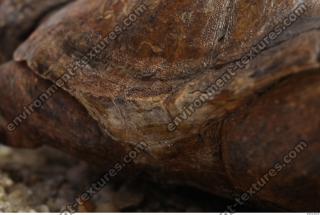 tortoise shell 0017